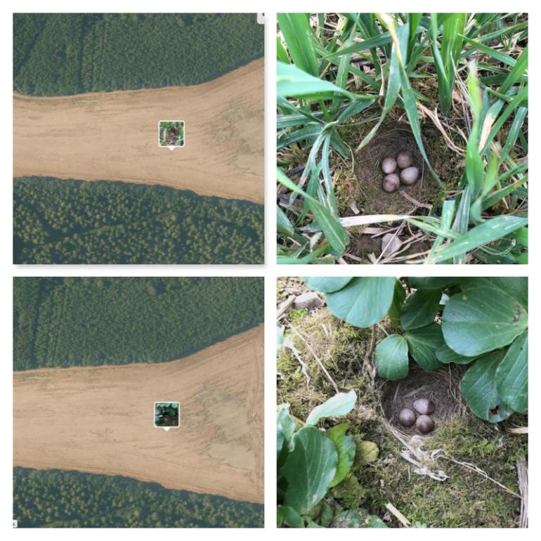 Woodlark collage
